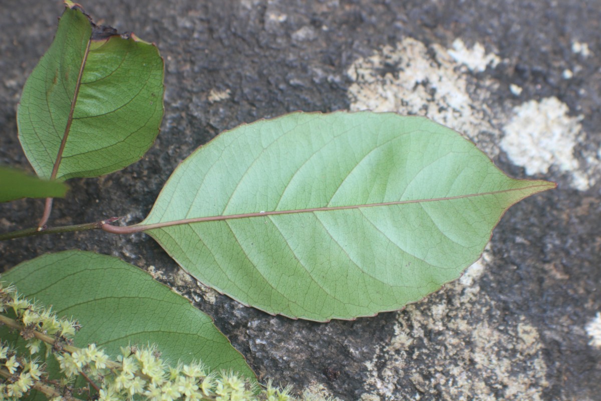 Homalium ceylanicum (Gardner) Benth.